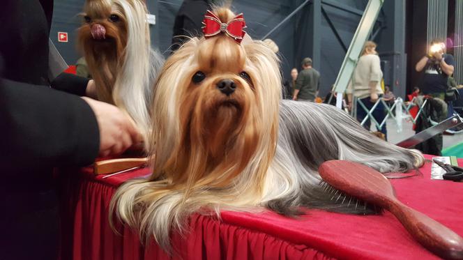 Międzynarodowa Wystawa Psów Rasowych w Bydgoszczy