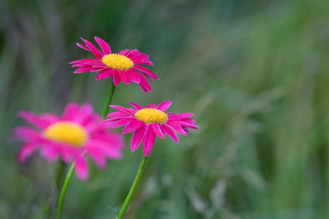 Złocień różowy - Chrysanthemum coccineum