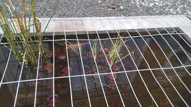 Rybka spadła z nieba