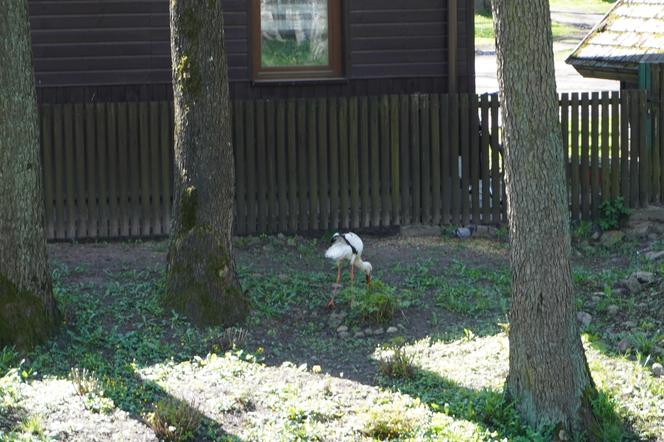 Wiosna w Zoo Akcent w Białymstoku