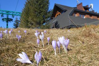 Schronisko na Hali Miziowej