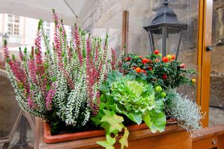 Kompozycje z wrzosami