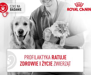 Czas na badanie psów i kotów w województwie mazowieckim! To ważny element dbania o ich zdrowie