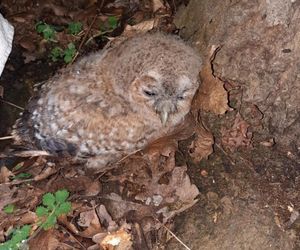 Szlachetna postawa mieszkańców. Znaleźli ranne ptaki i przekazali je służbom