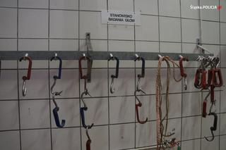 Zagłodzone i brudne konie były niehumanitarnie mordowane? Policjanci skontrolowali hodowlę w Wodzisławiu Śląskim [ZDJĘCIA]