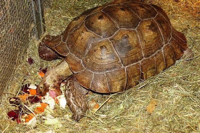 Nielegalne zwierzęta wykryli policjanci z Nowego Sącza w jednym z mini zoo na trenie powiatu nowosądeckiego