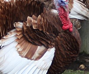 Zginął w wypadku gdy jechał po pawia 