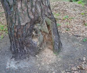 Leży w pobliżu centrum Olsztyna i wygląda bajecznie wiosną. Zobacz piękny rezerwat Mszar [ZDJĘCIA]