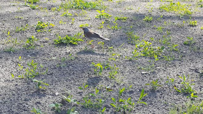 Park Jonstona w Lesznie gotowy