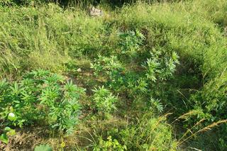 Konopie indyjskie przy torach kolejowych