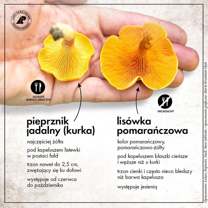Kurka i lisówka