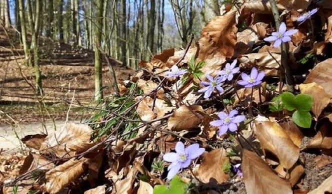 Rozpoczyna się meteorologiczna wiosna.  Warto poszukać jej w śląskich lasach [AUDIO]