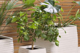 Donice na balkon i do ogrodu - Beliani