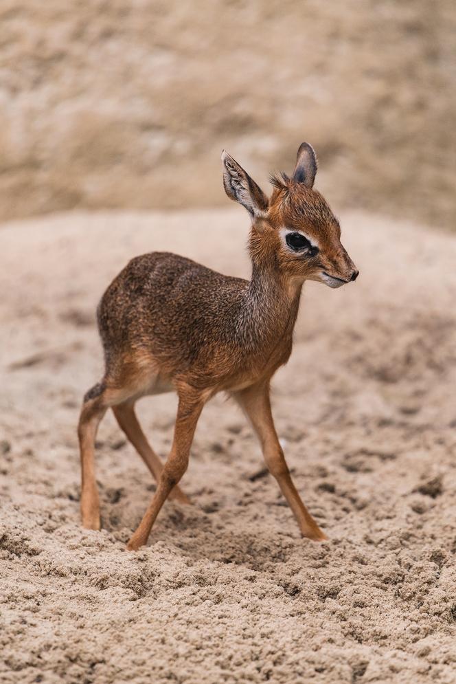 Dikdik podbija serca wrocławian!