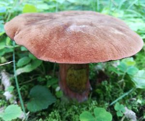 Taaaakie grzybobranie w Świetokrzyskiem. Królują borowiki szlachetne i ceglastopore