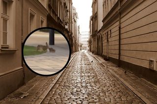 Nagrano zająca w centrum miasta! [WIDEO]