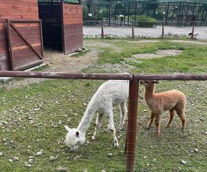 Muszyńskie ogrody zachwycają pięknem. Wyjątkowe miejsce na mapie Małopolski 