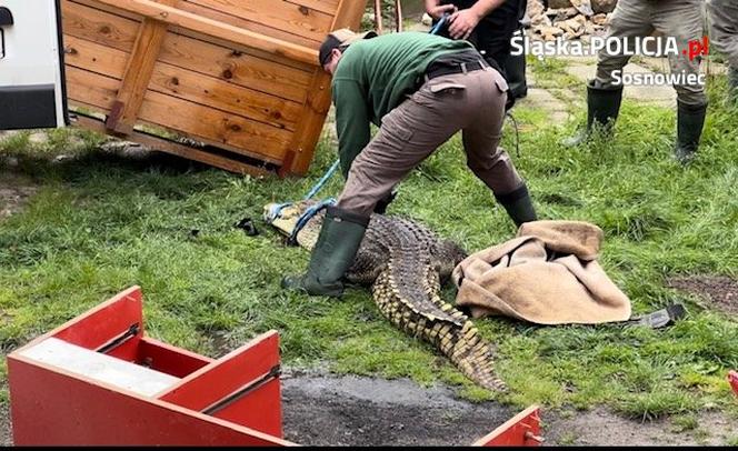 Sosnowiec. Na posesji w dzielnicy Pogoń trzymał dwa krokodyle. Jeden nie żyje