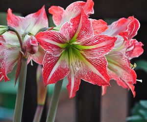 Amarylis: trująca belladonna