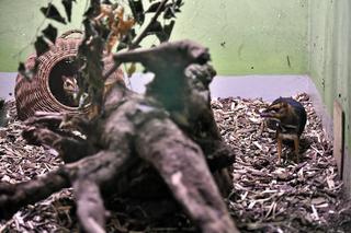 Myszojeleń we wrocławskim zoo osiągnął już rozmiary dorosłego osobnika