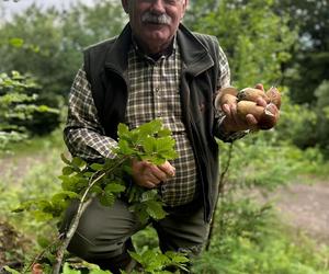 Bieszczady zasypane grzybami