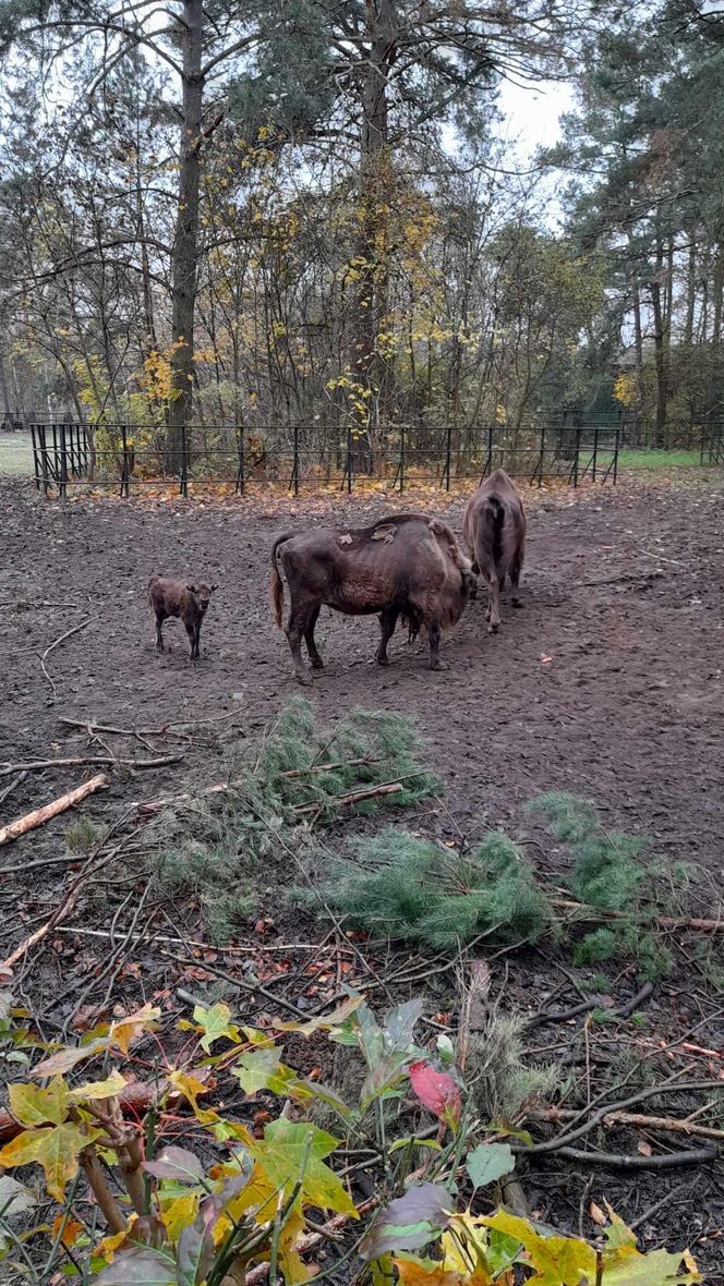 Młodą żubrzyczką w bydgoskim zoo opiekują się babcia i mama. "Ona jest od chmur zawracania!"