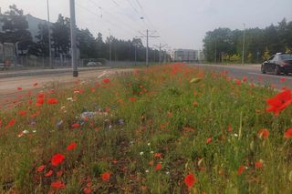 Kwietne łąki w Toruniu. MZK chwali się estetycznymi i ekologicznymi walorami