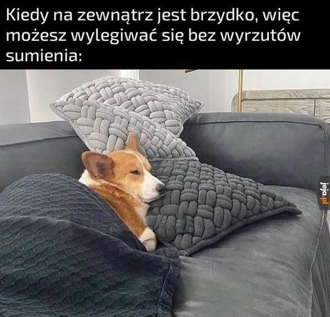 Kocyki, sesje w liściach, czyli jesieniary wracają! Zobacz najlepsze memy 