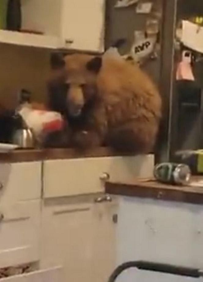 Niedźwiedź splądrował kuchnię, a potem zrobił sobie ucztę