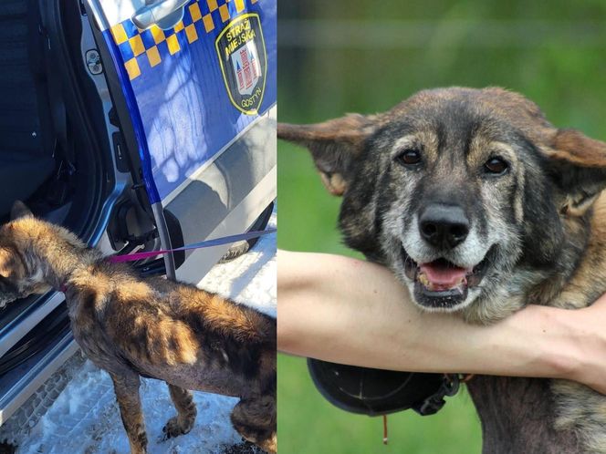 Pamiętacie Figę? Skrajnie zaniedbana suczka nie wróci do swoich właścicieli