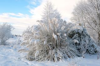 Jak zabezpieczyć trawę pampasową na zimę? [Porada eksperta]