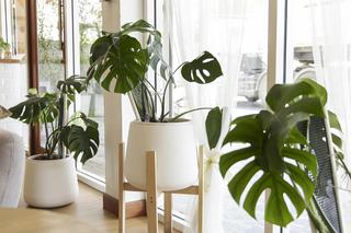 Jaka roślina przynosi pecha? 