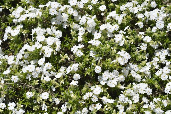Płomyk (floks) szydlasty 'White Delight' - Phlox subulata 'White Delight'