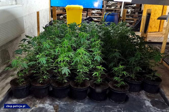 CBŚP zlikwidowało w Łódzkiem OGROMNĄ plantację marihuany