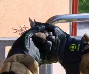 Strażacy uratowali jerzyka