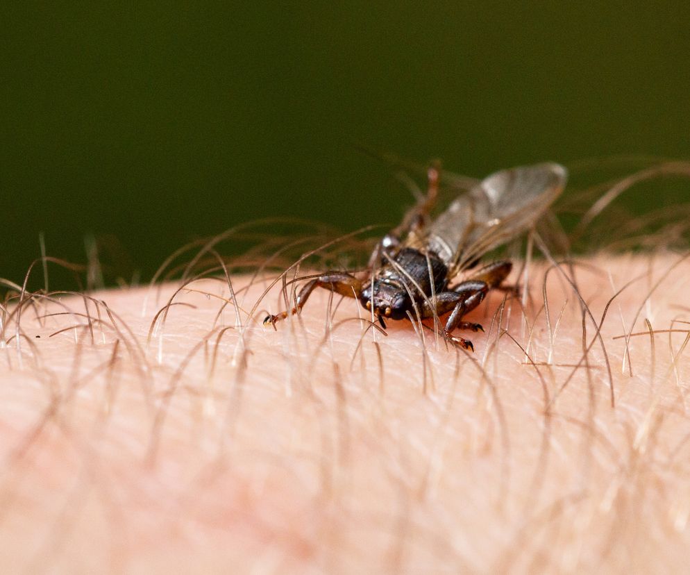 Trwa sezon na latające kleszcze. Wchodzą do oczu i nosa, na ciele ofiary zostawiają larwy