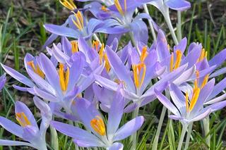 Pierwsze oznaki wiosny we Wrocławiu. Ogród Botaniczny pełen przebiśniegów i krokusów