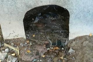 Pieski były w fatalnym stanie. Ich właściciel już usłyszał zarzuty znęcania się