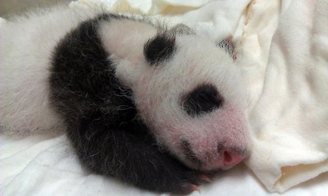 Panda wielka w zoo w Tajpej