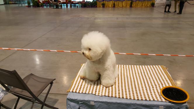 EXPO SILESIA DOG SHOW 2017