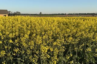 Rzepak niedaleko Poznania