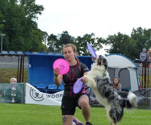 dog frisbee w Iławie