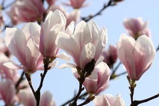 Kiedy i jak przycinać magnolię? [Porada eksperta]