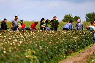 Królewskie kwiaty z Brzozia podbijają świat 