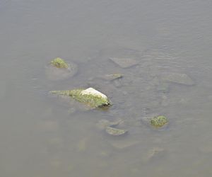 Niski stan wody w Wiśle