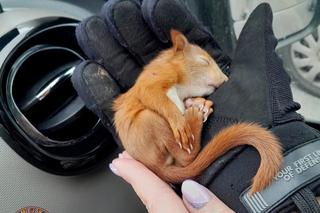 Strażniczki Animal Patrol uratowały małą wiewiórkę. Zwierzę nie dawało oznak życia