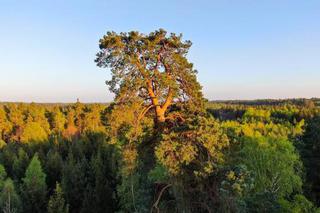 Gruba Kaśka walczy o wygraną. Po 300 latach może zostać Drzewem Roku 2020 [FOTO]