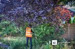 Drzewa do przesadzenia na północy Szczecina