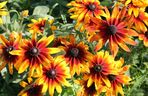 Rudbekia dwubarwna