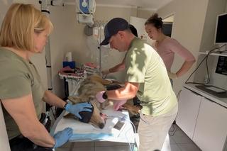 Wilk potrącony przez auto na S7 wrócił na wolność